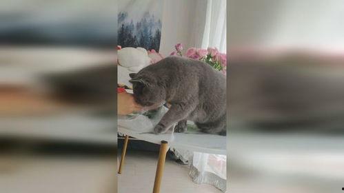 娱乐吃瓜小猫咪,揭秘娱乐圈那些事儿 第2张 娱乐吃瓜小猫咪,揭秘娱乐圈那些事儿 第2张