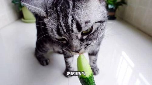 娱乐吃瓜小猫咪,揭秘娱乐圈那些事儿 第3张 娱乐吃瓜小猫咪,揭秘娱乐圈那些事儿 第3张