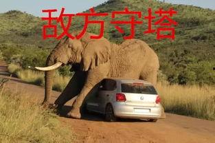 太阳哥爆料大象视频大全,大象视频大全精彩瞬间大放送 第2张 太阳哥爆料大象视频大全,大象视频大全精彩瞬间大放送 第2张